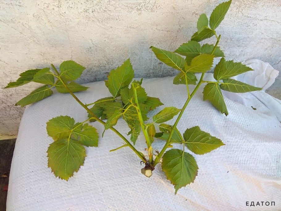 Черенкование смородины осенью