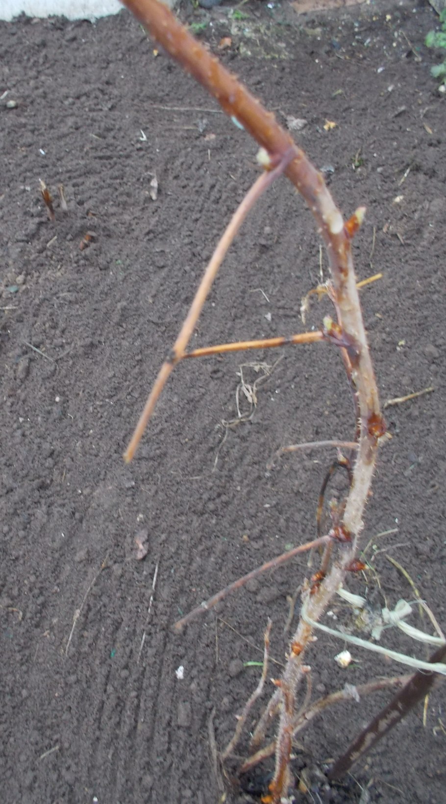 Малина размножается