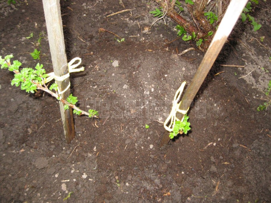 Малина рассада черенками