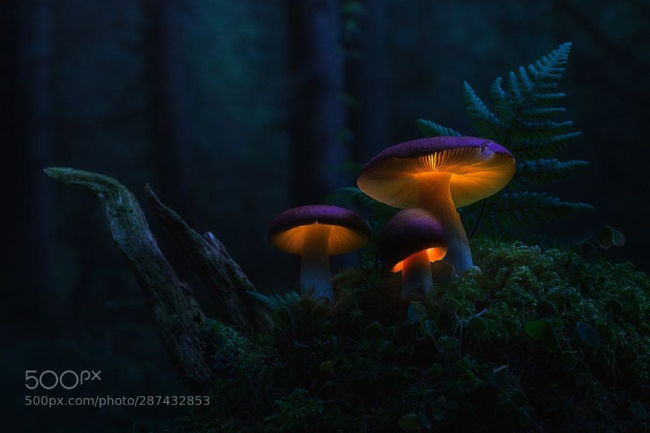 Даларан канализация