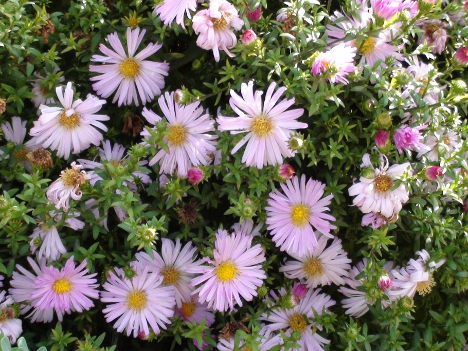 Астра кустарниковая Аннеке