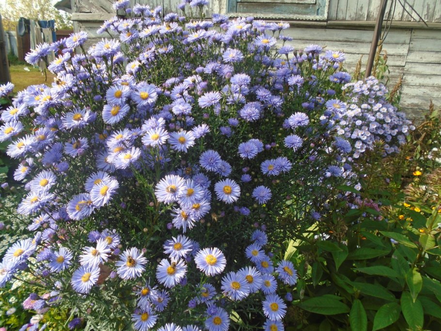 Астра многолетняя Элис Хэслем