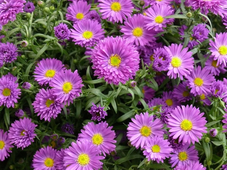 Астра кустарниковая 'Kassel'