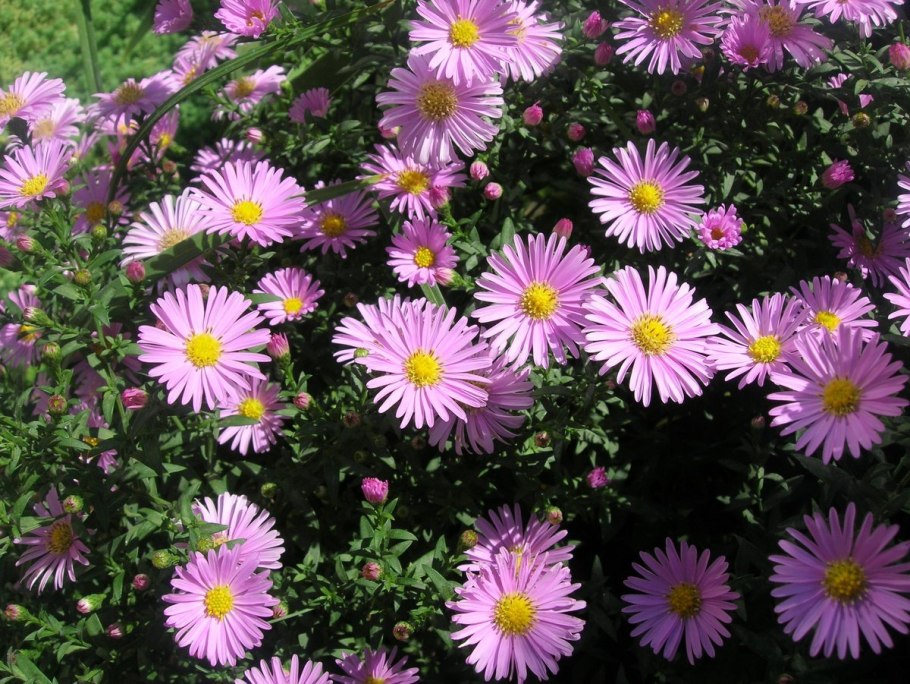 Aster dumosus Jenny