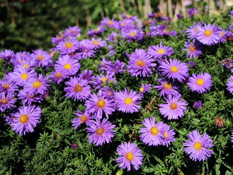 Астра многолетняя кустарниковая (Aster dumosus)