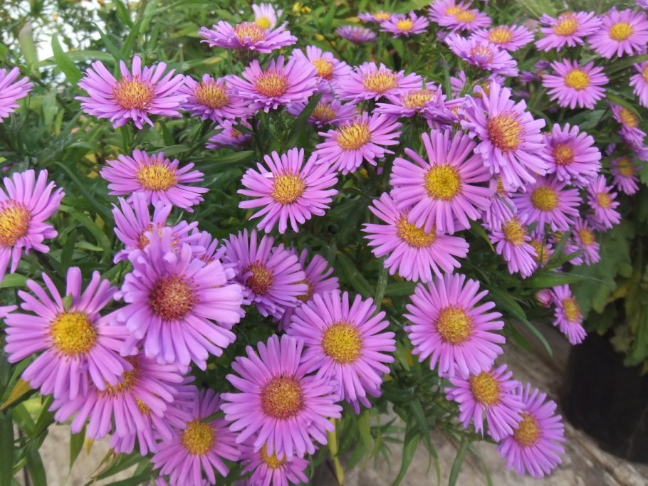 Астра кустарниковая многолетняя