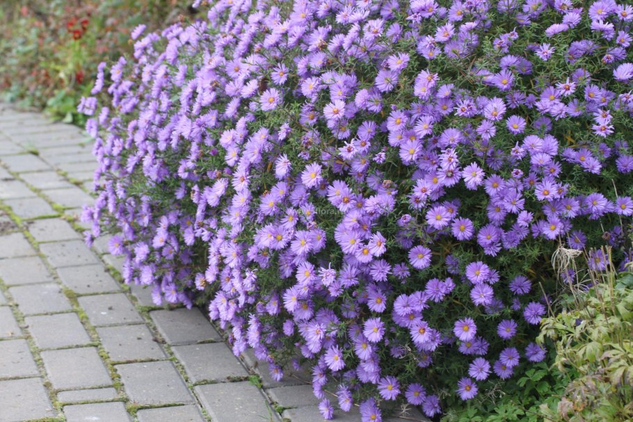 Астра кустарниковая Aster dumosus