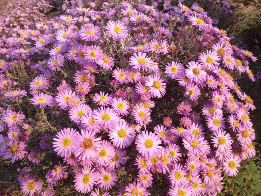 Астра Альпийская (Aster Alpinus)