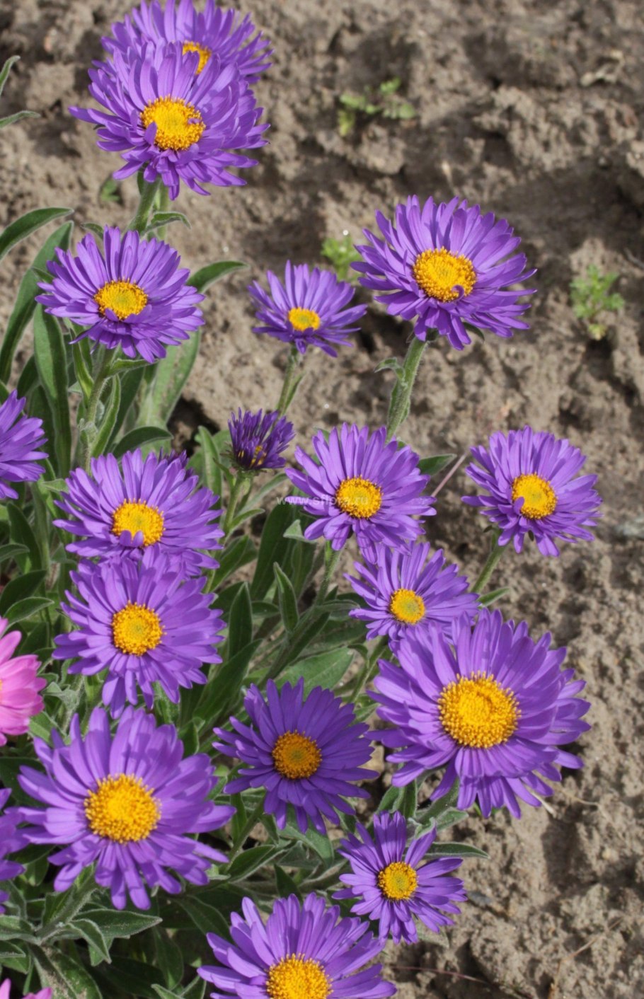 Астра кустарниковая Aster dumosus