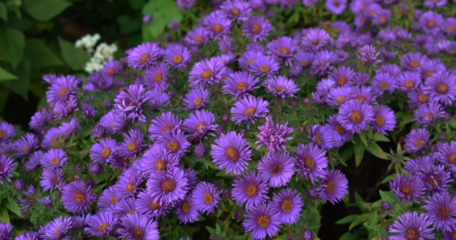 Астра кустарниковая Дженни