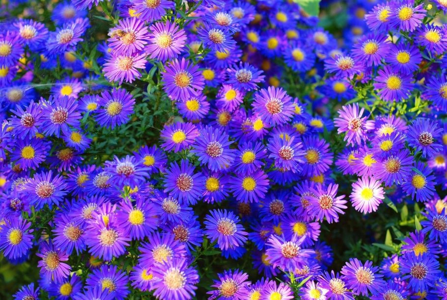 Aster dumosus Дженни