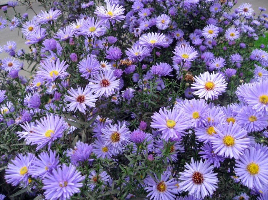 Астра кустарниковая Дженни