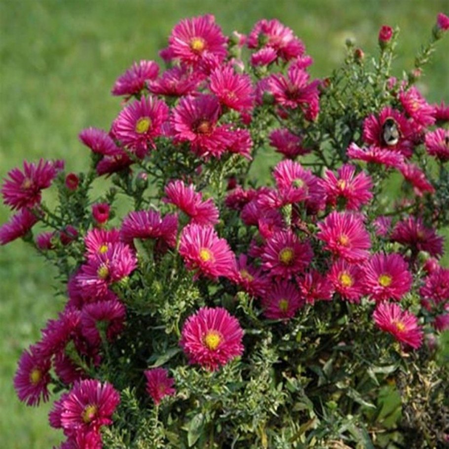 Астра Aster dumosus Rosenwichtel