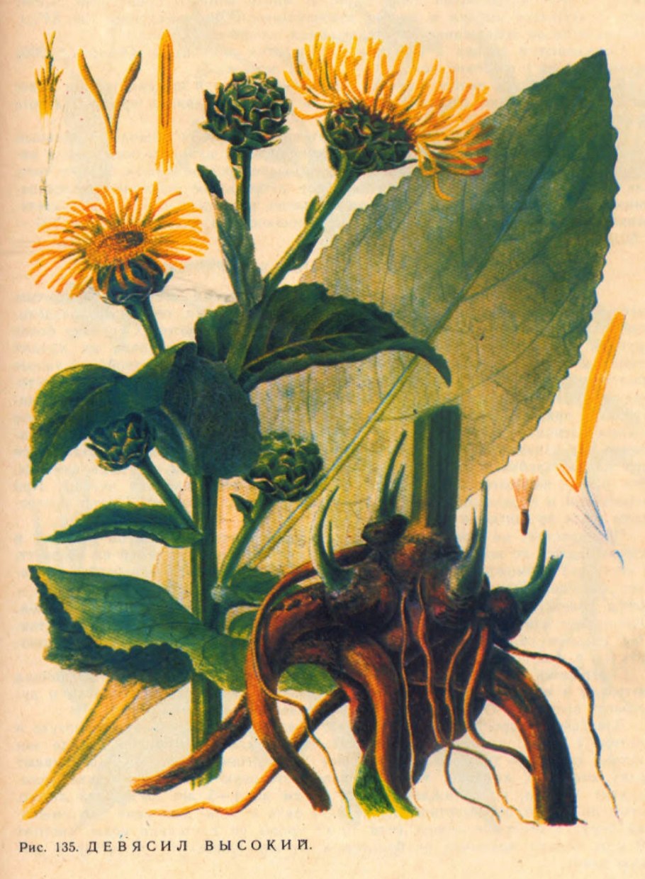 Девясил высокий (Inula Helenium l.)