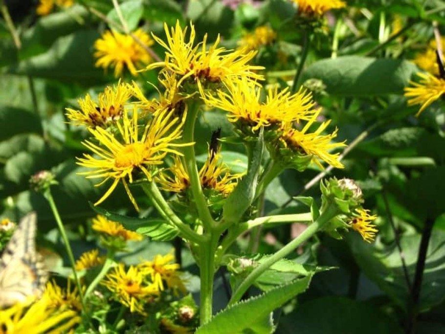 Девясил Inula Helenium