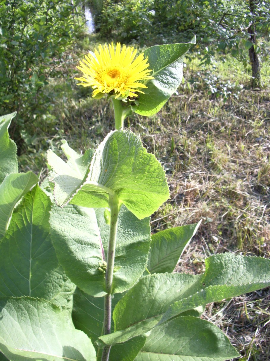 Девясил цветок