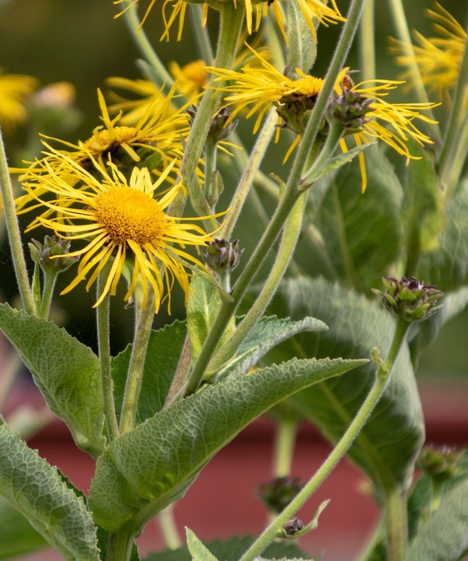 Девясил высокий (Inula Helenium l.)