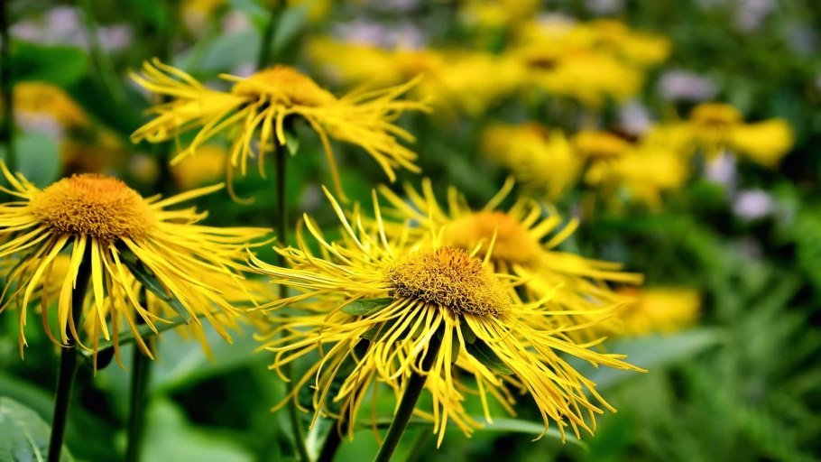 Девясил высокий (Inula Helenium l.)
