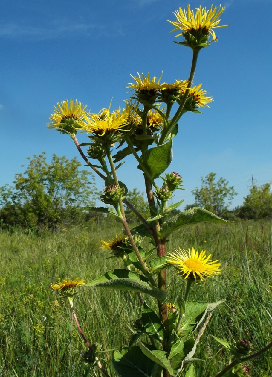 Девясил высокий (Inula Helenium l.)