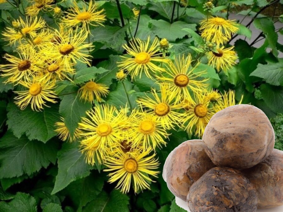 Девясил желтый