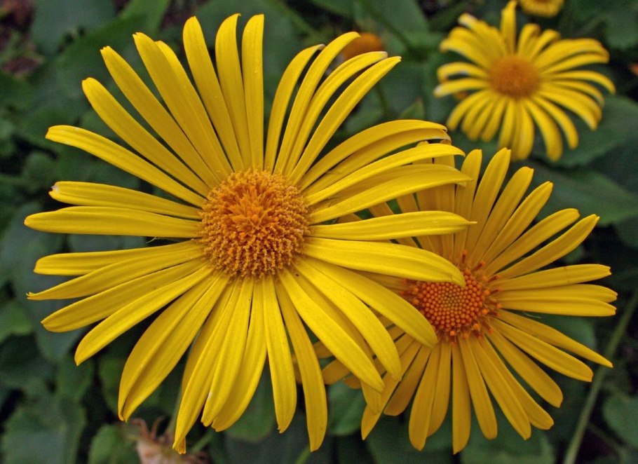 Inula ensifolia – девясил