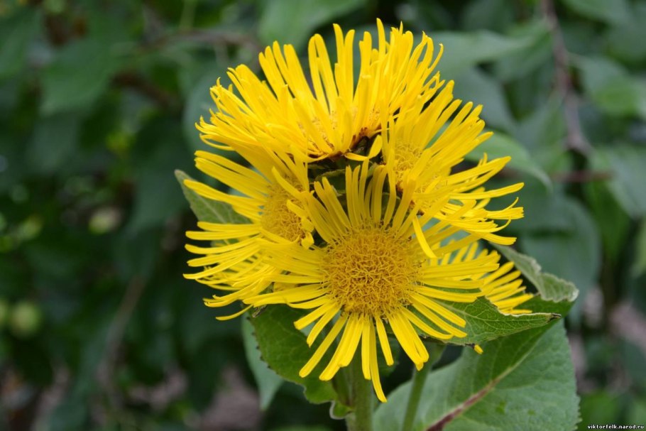 Девясил корень