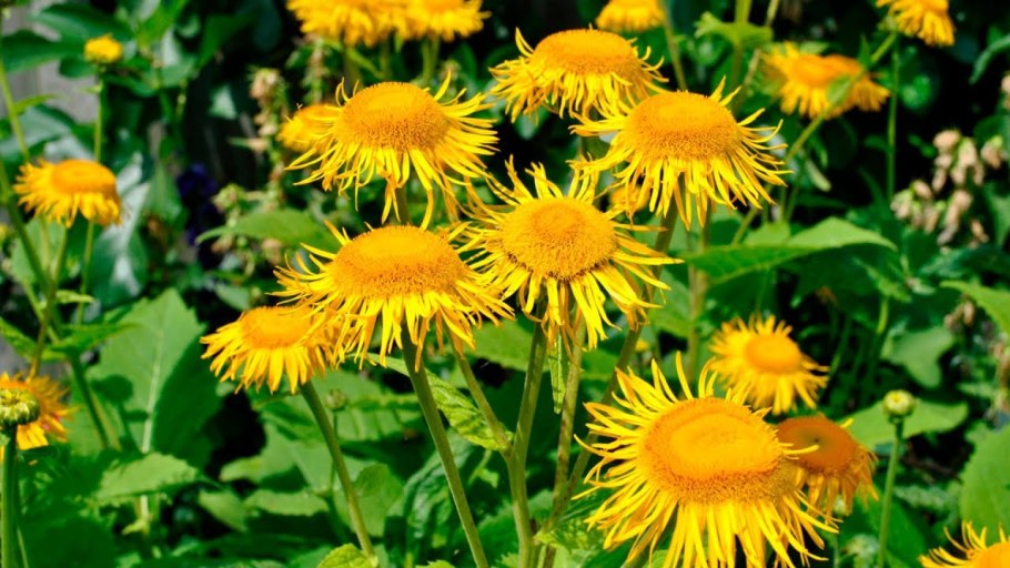 Девясил германский