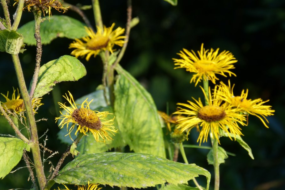 Inula Helenium l.