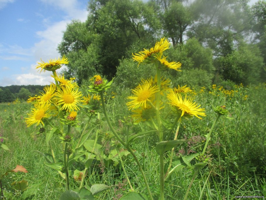 Девясил Сибирский