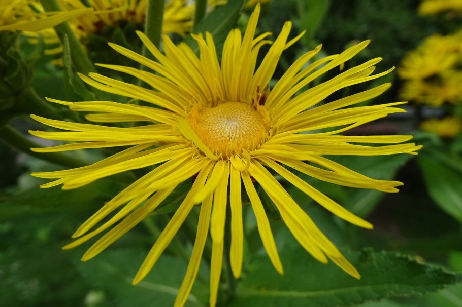 Девясил Inula Helenium