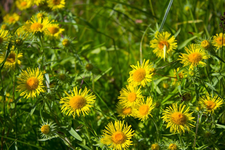 Девясил Сибирский Луговой
