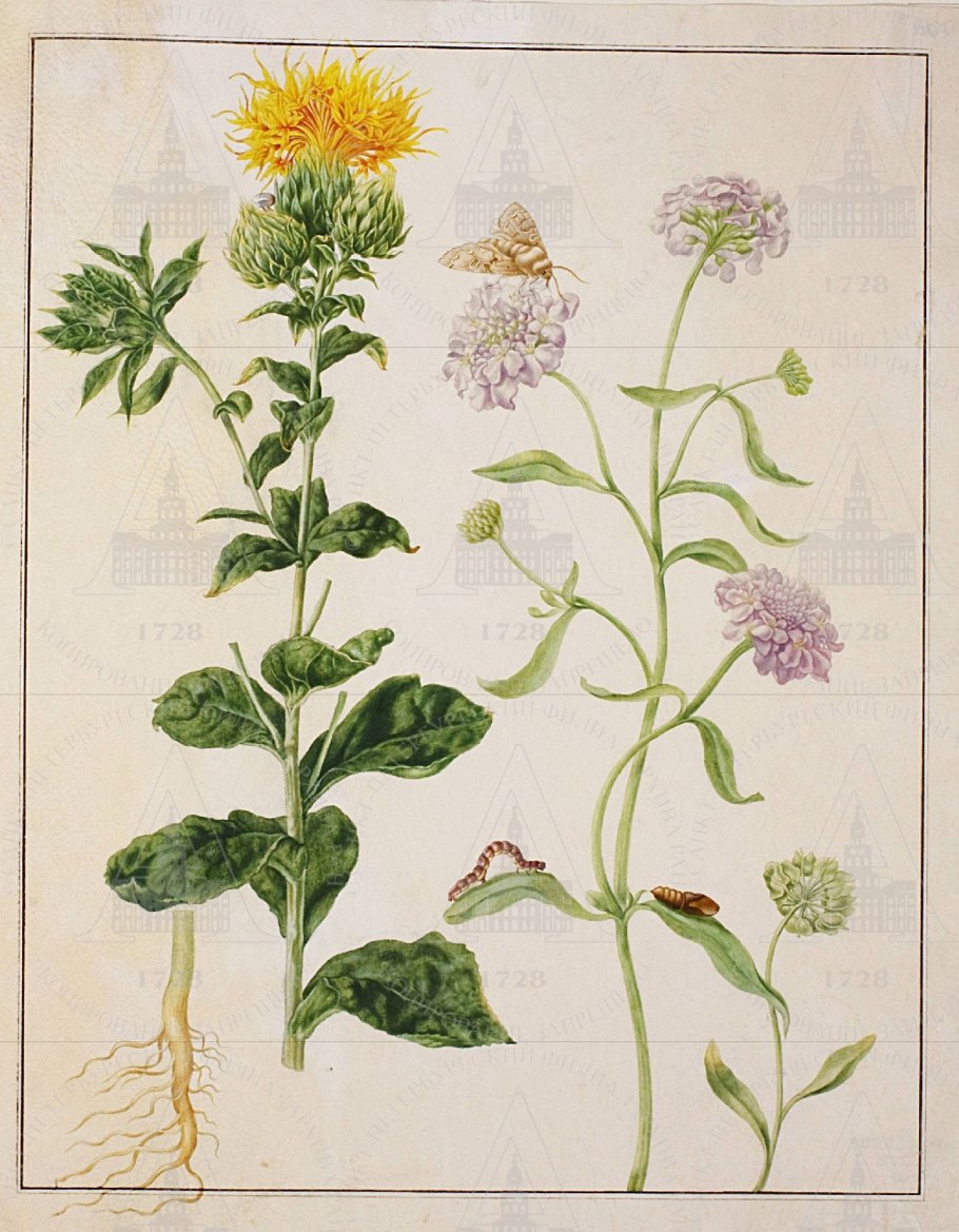 Девясила корневища и корни