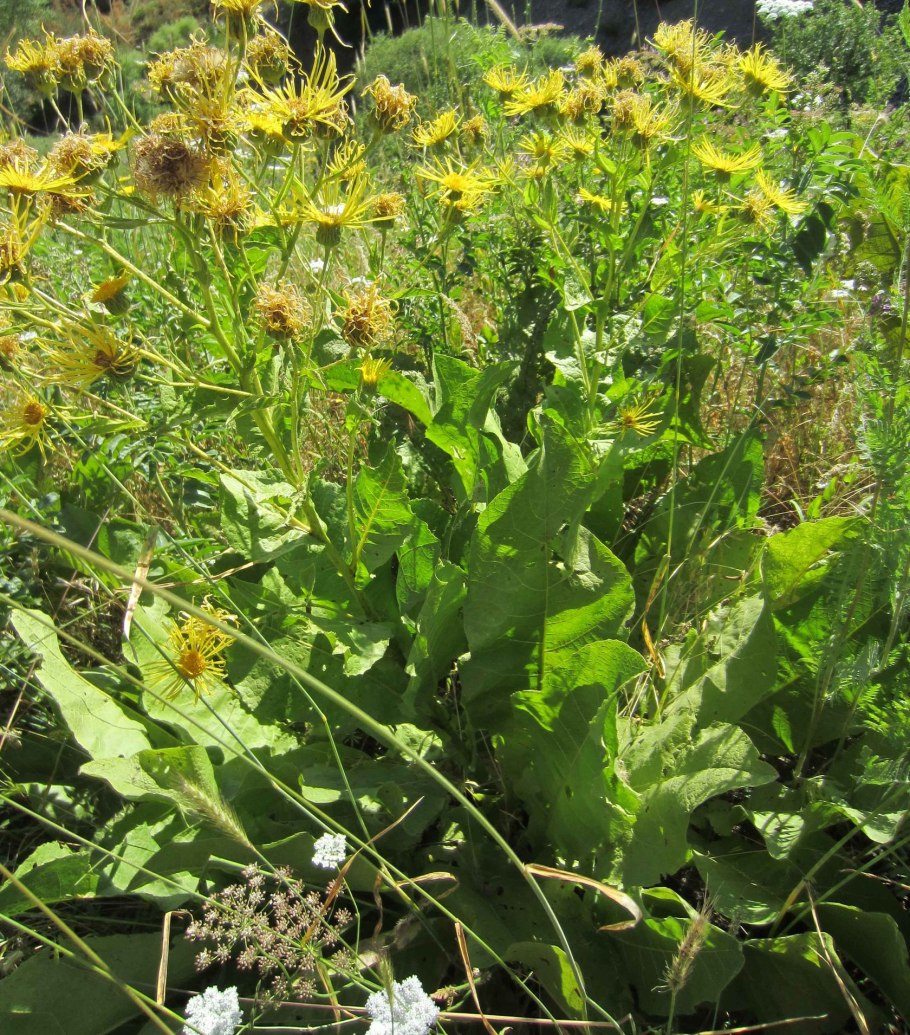 Девясил Голден Еллоу