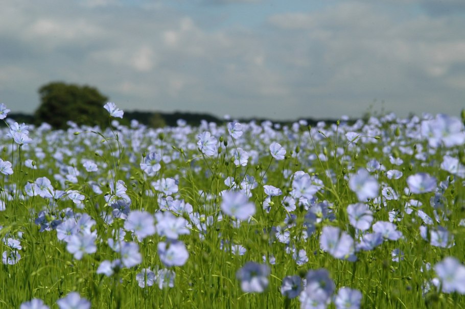 Льняные поля лен