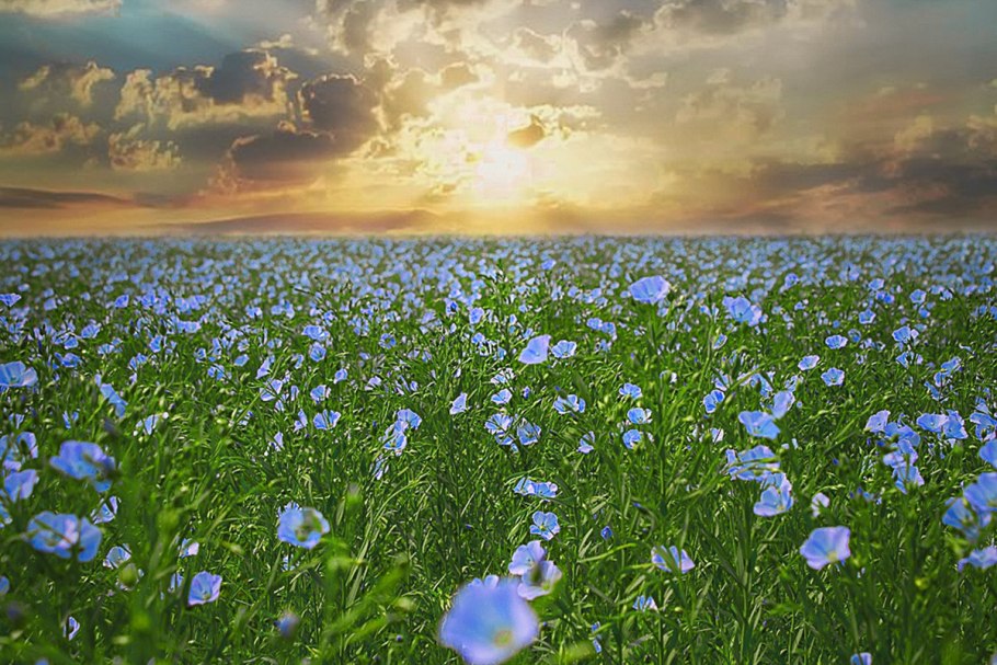 Льняные поля лен