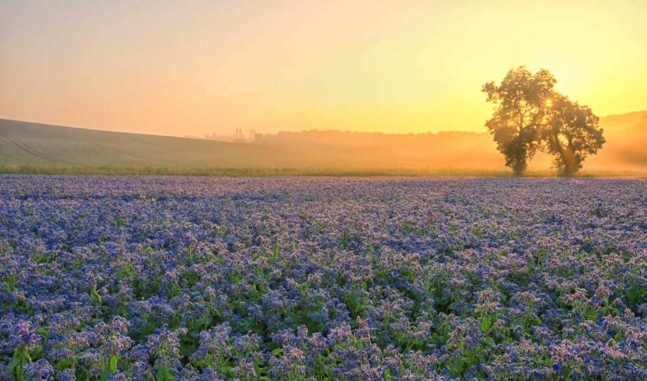 Синие цветы в поле