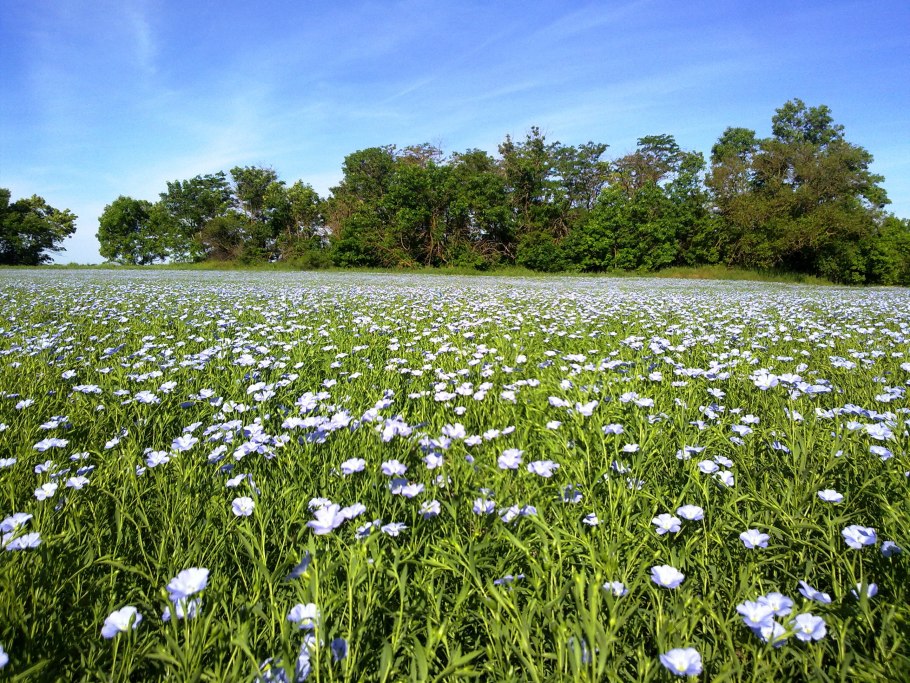 Хитачи Сисайд парк Япония
