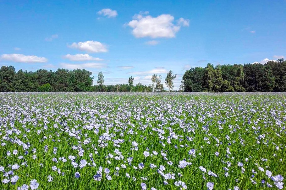 Поля Смоленской области