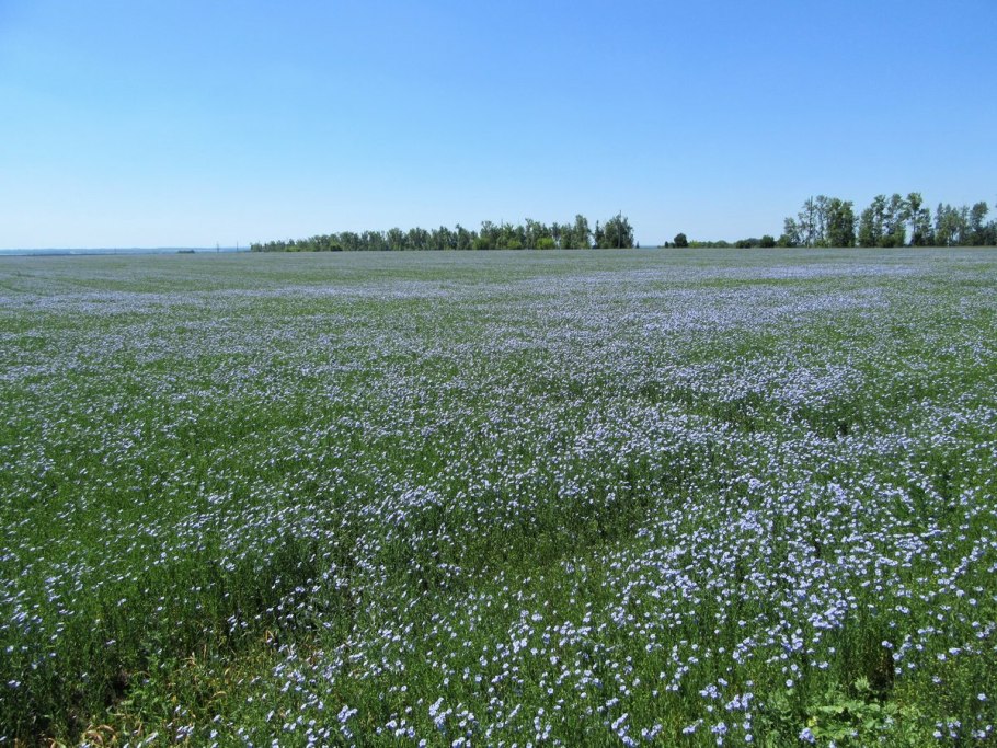 Лихославль поля льна