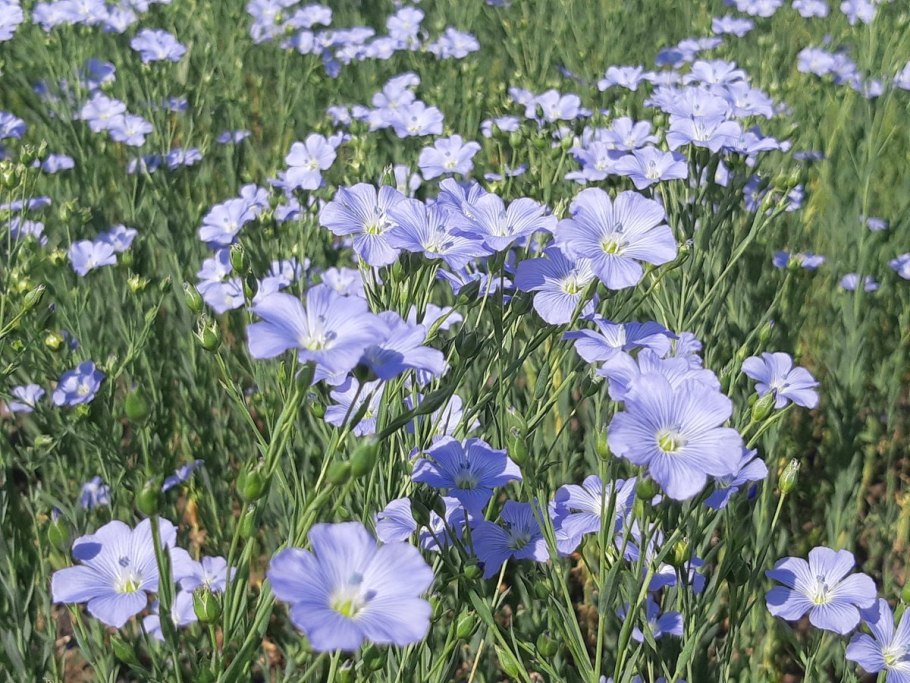 Лён в поле макро