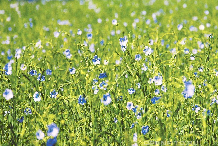 Лен голубой медонос