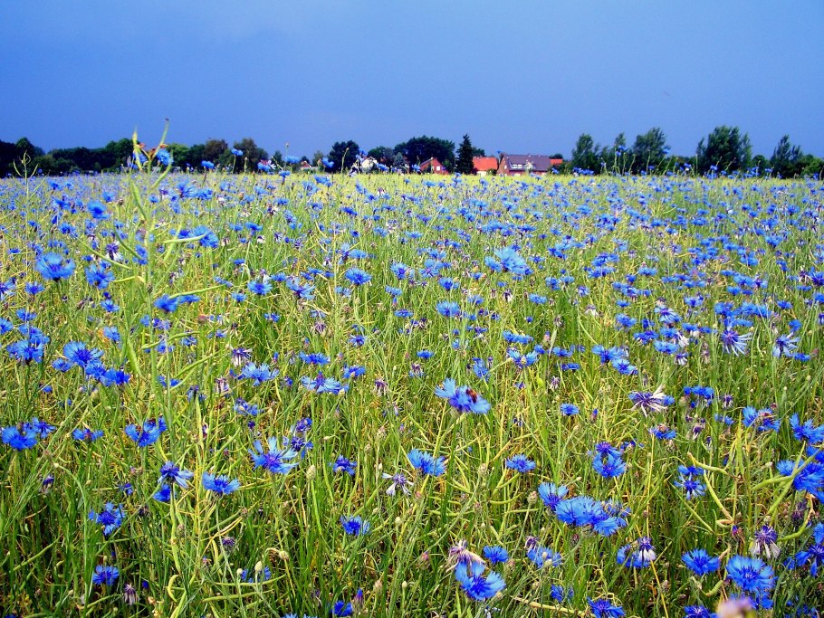 Цветение льна и дорожки