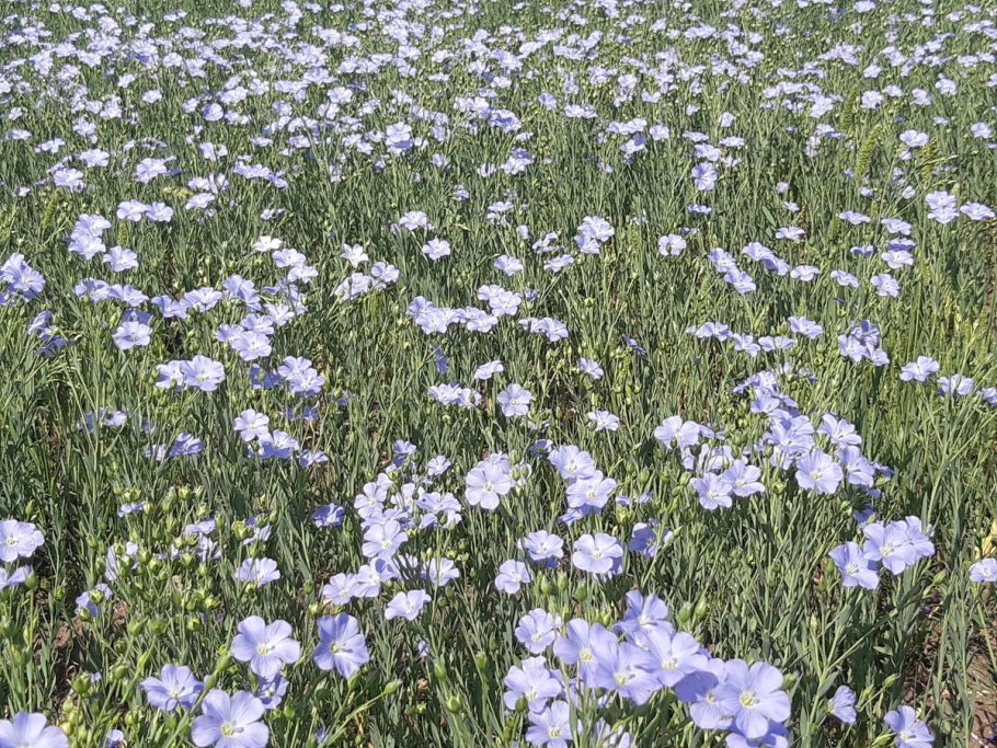 Поля льна в Белоруссии