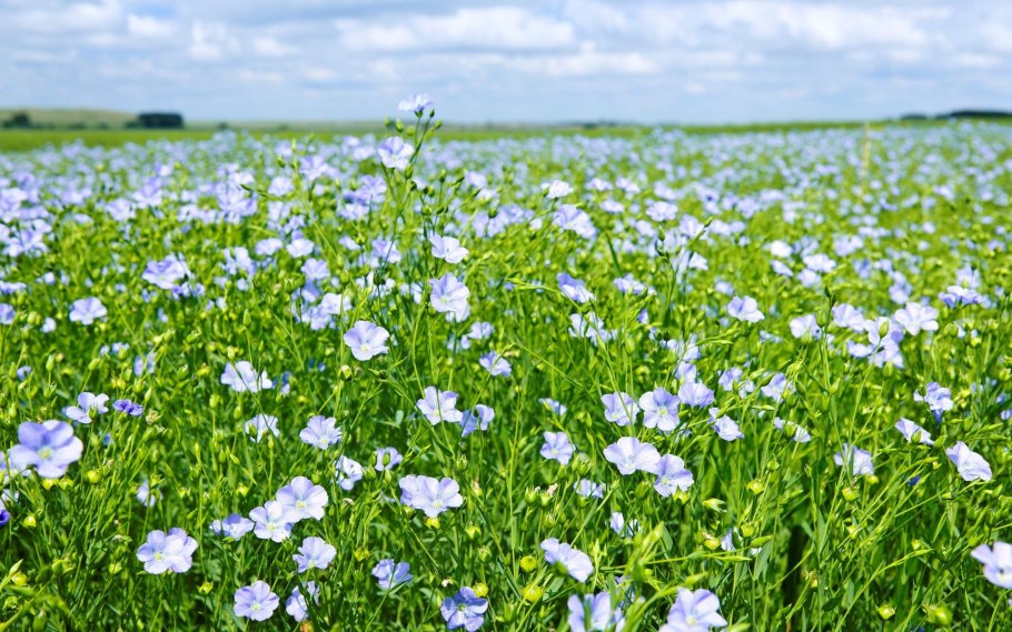 Трепля долгунца