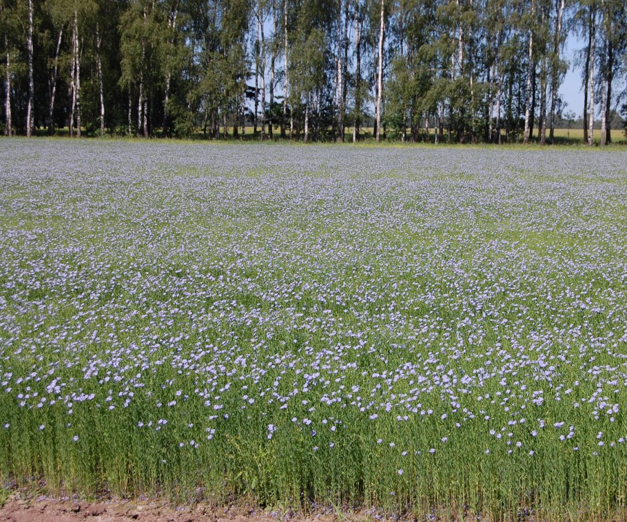 Растение лен долгунец