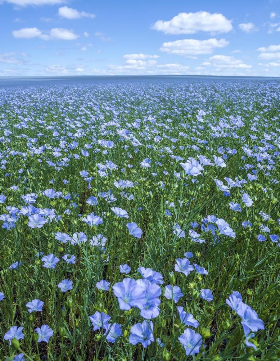 Цветет лён долгунец