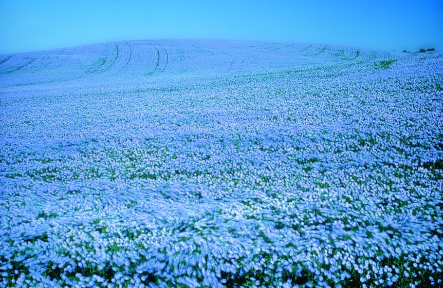 Лен долгунец поля