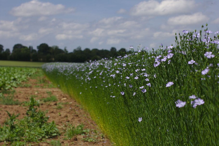 Голубые цветы