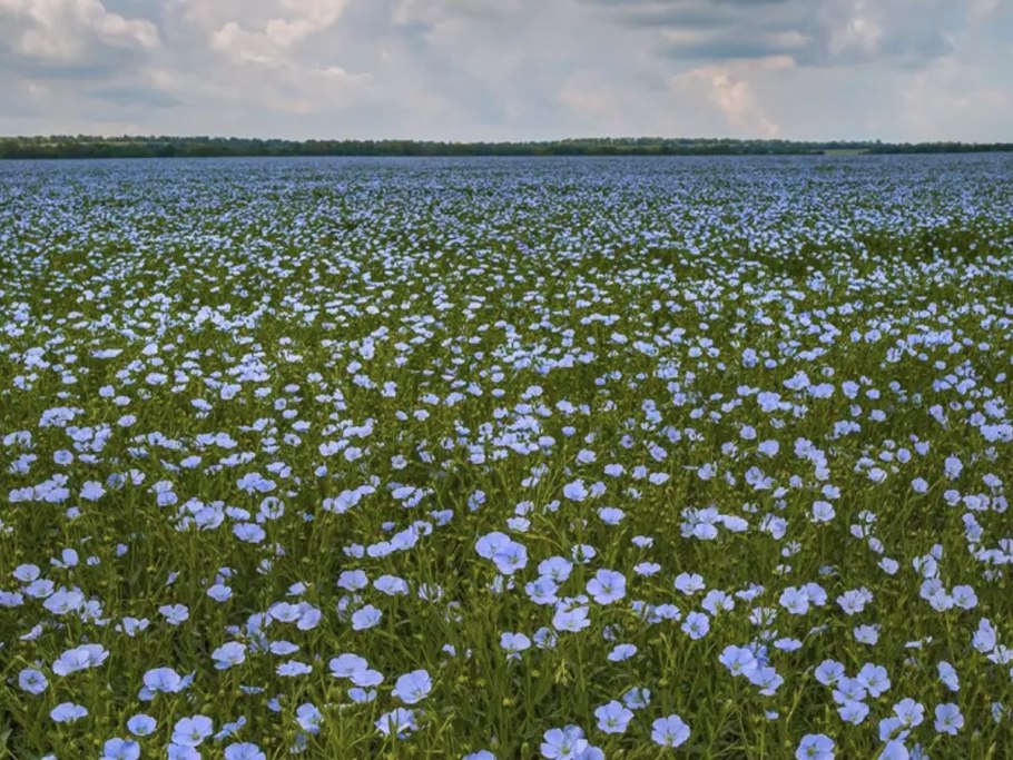 Цветет лён долгунец