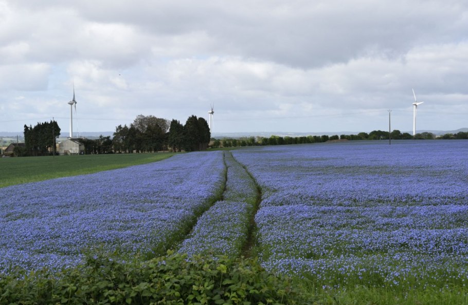Льняное поле Белоруссии